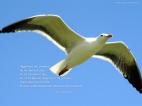 Pat. la mouette
